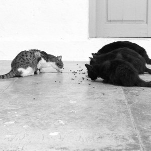 Izabela Rajca-Pisz Fotografia