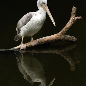 Izabela Rajca-Pisz Fotografia