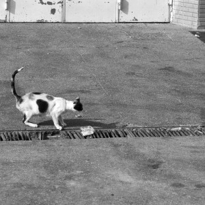 Izabela Rajca-Pisz Fotografia